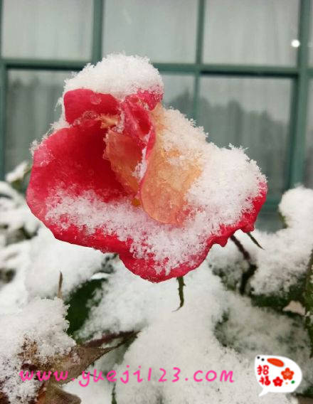 雪后的月季花(圖4)